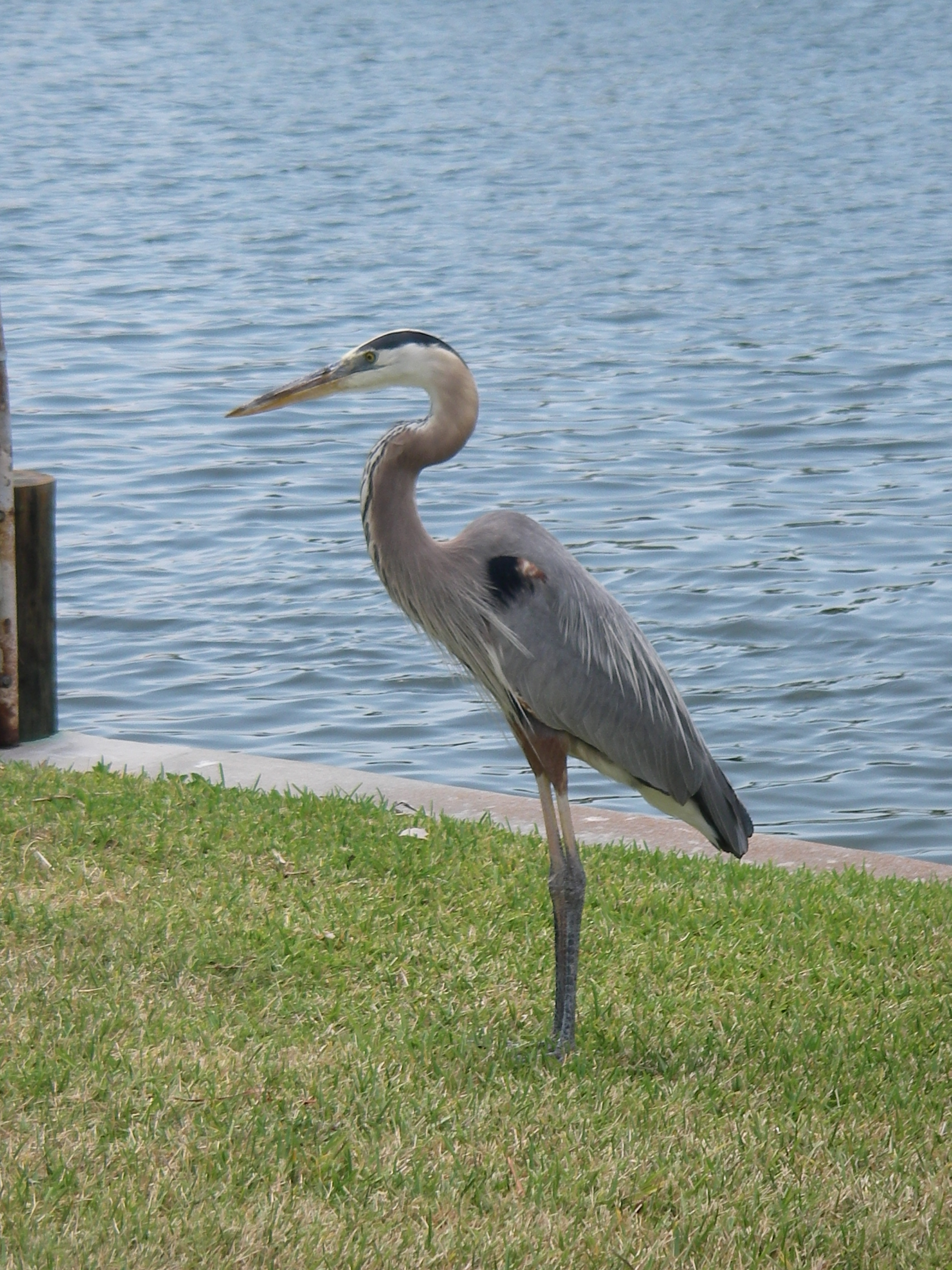 Animals & Birds