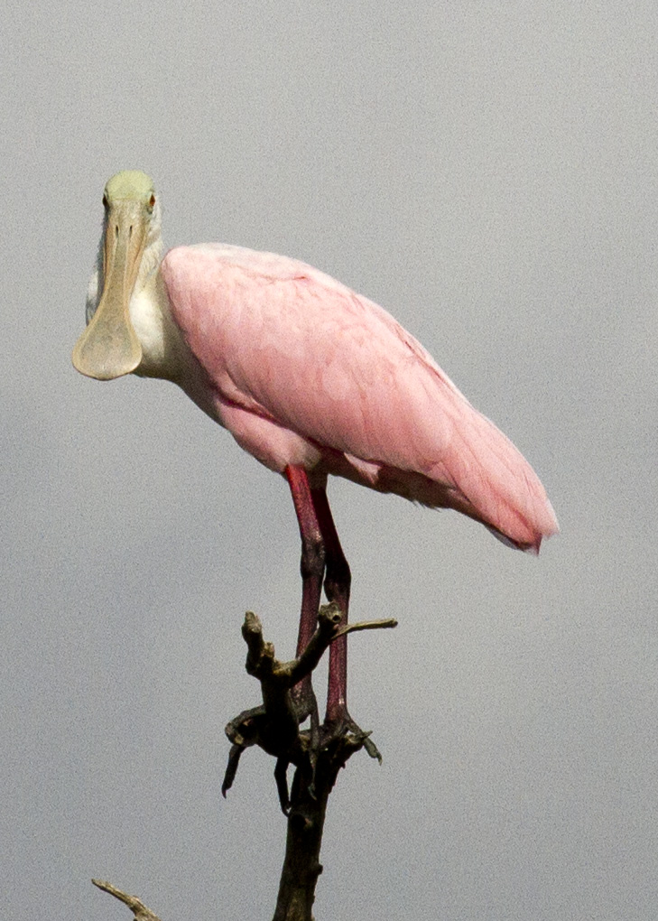 Animals & Birds