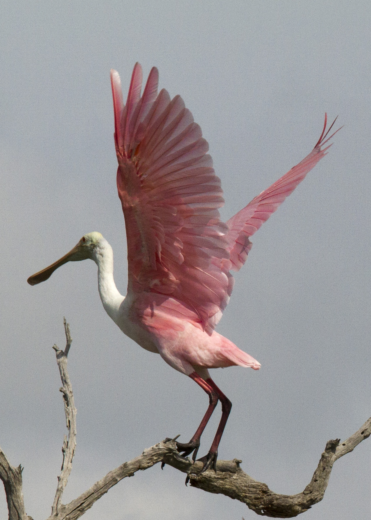 Animals & Birds