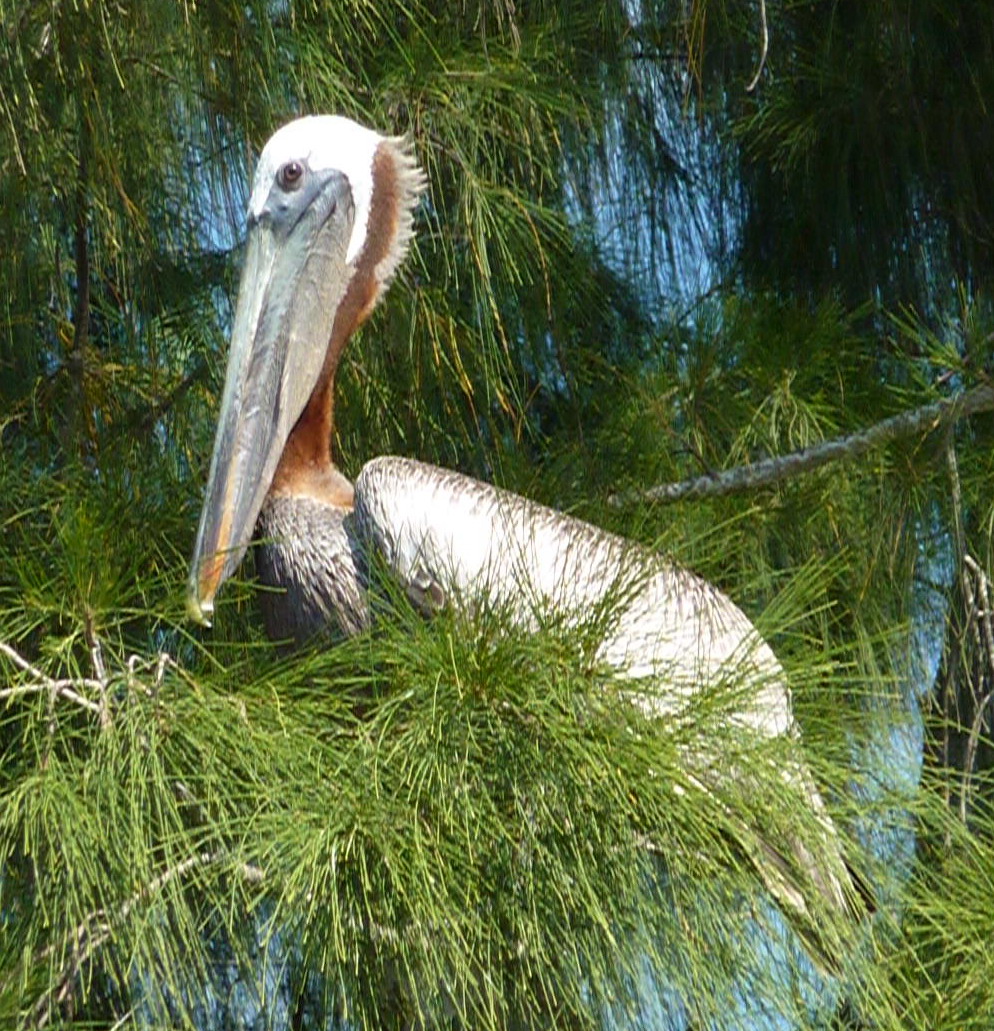 Animals & Birds