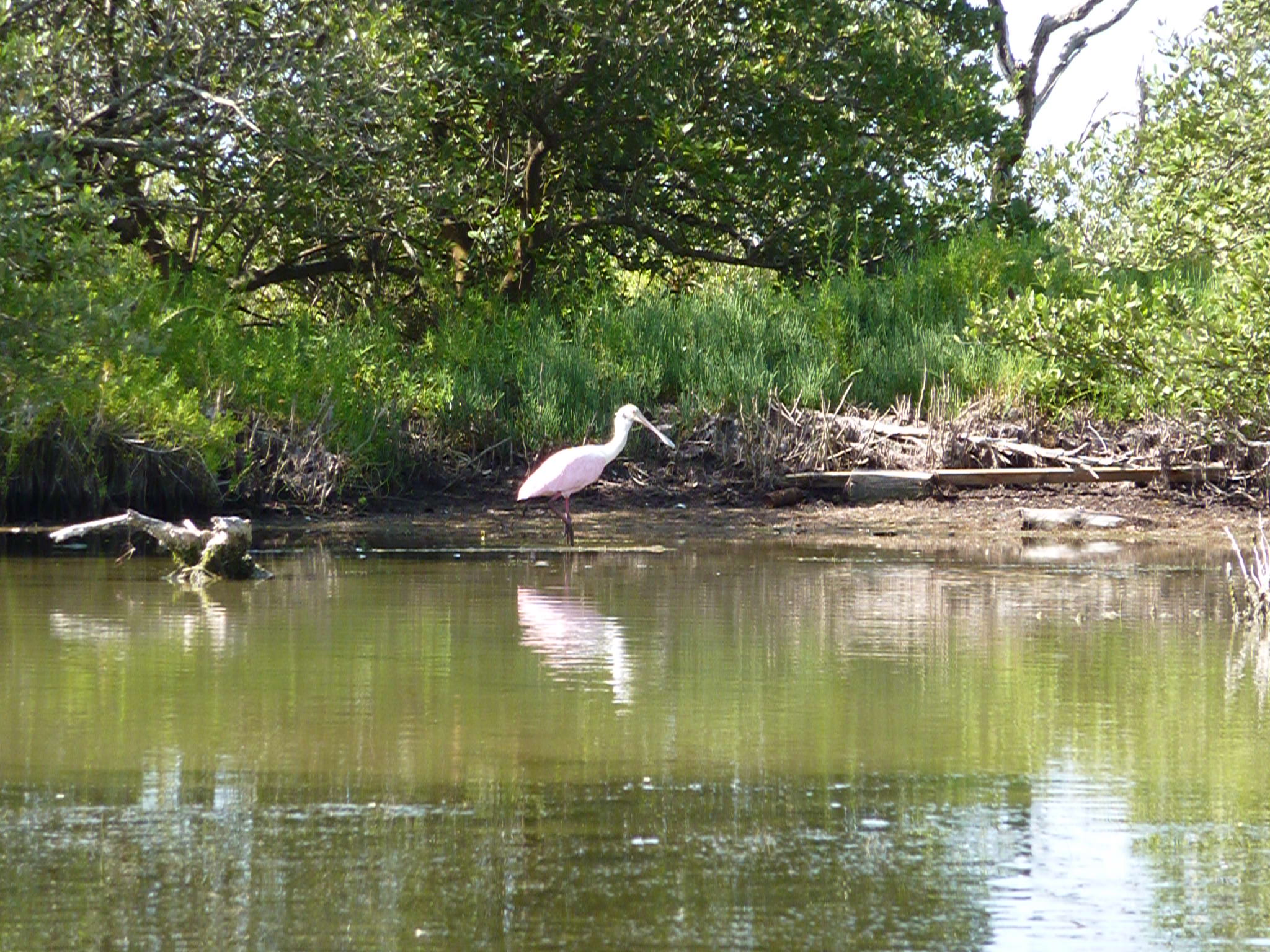 Kayaking & Mangroves